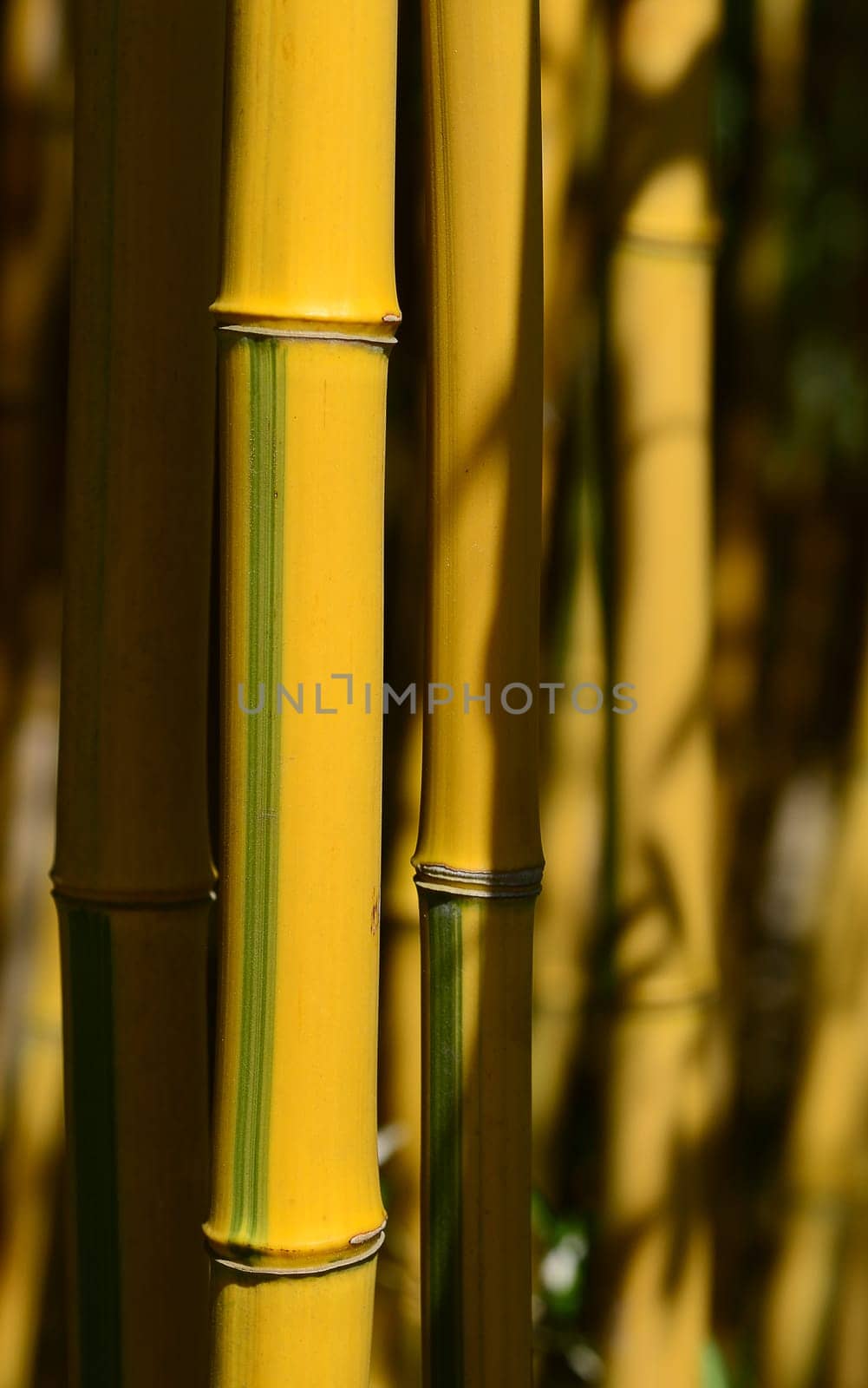 Bamboo