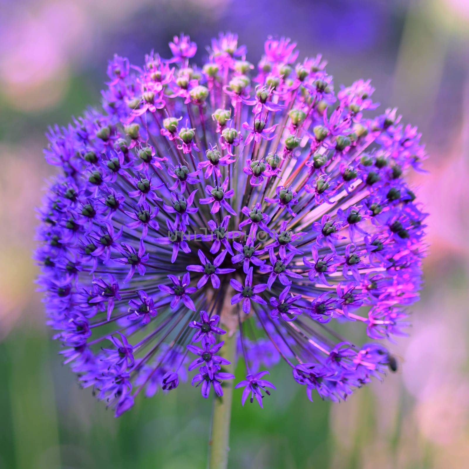 Allium