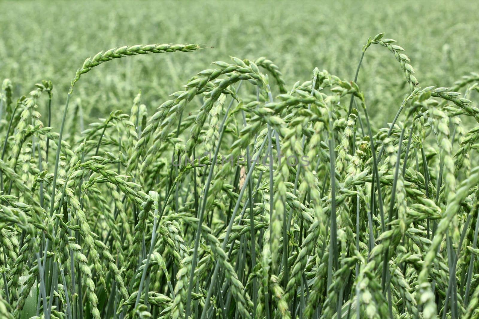 field of corn, spelt, crop