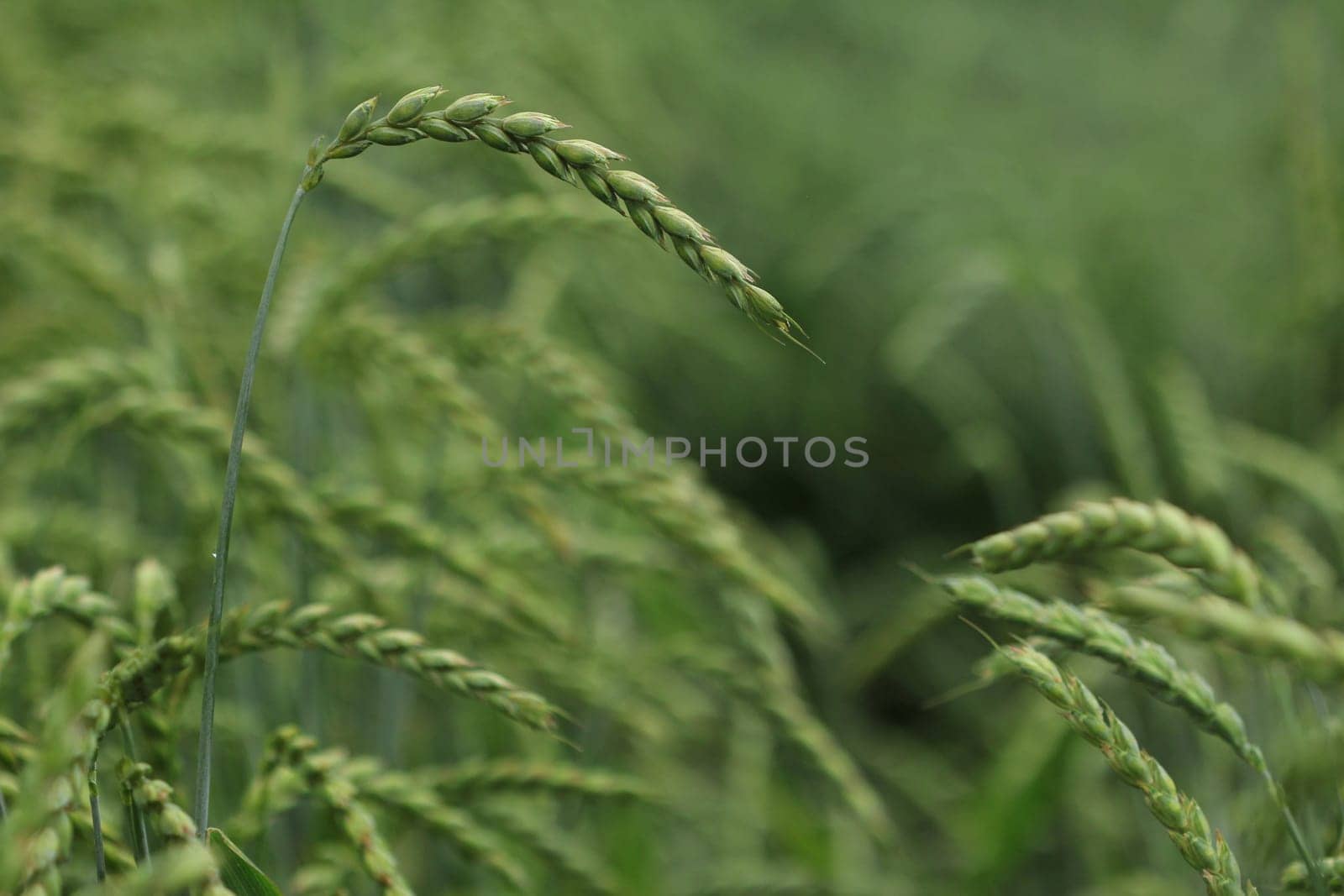 field of corn, spelt, crop
