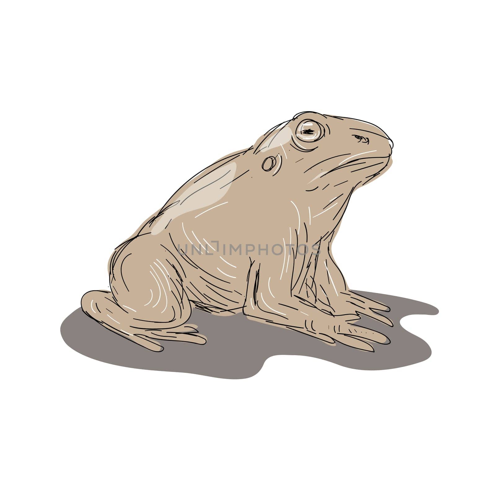 Illustration of a Toad Frog Sitting viewed from Side done in Drawing style.