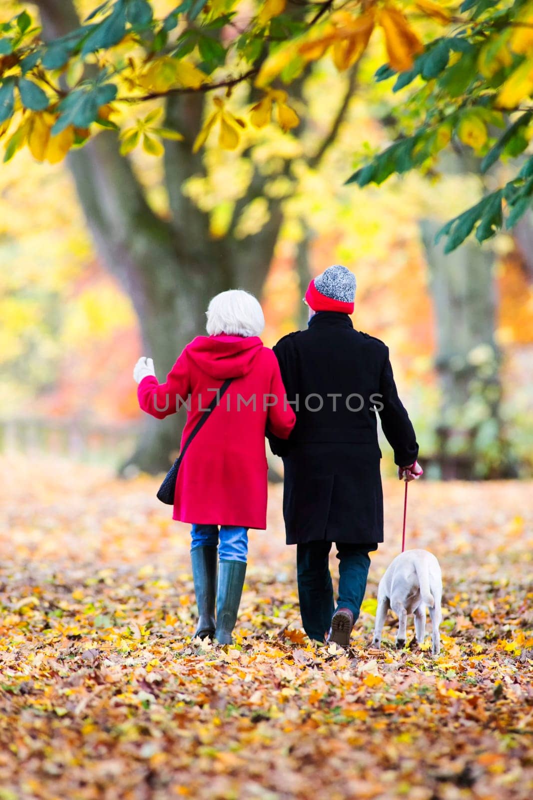 Senior couple are walking through the autumn woods with their pet dog.