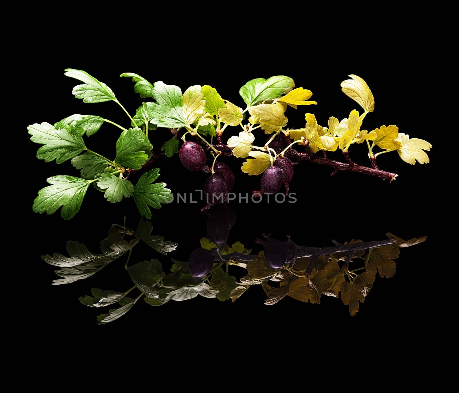 Branch with berries and leaves of purple gooseberry isolated on black glossy background with real reflection