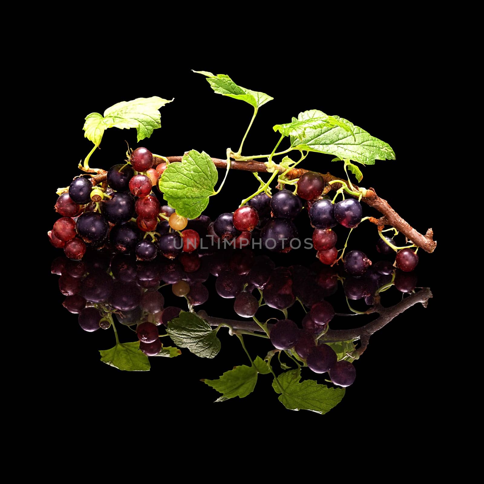 Branch of a black currant with berries and leaves isolated on a black glossy background with a real reflection