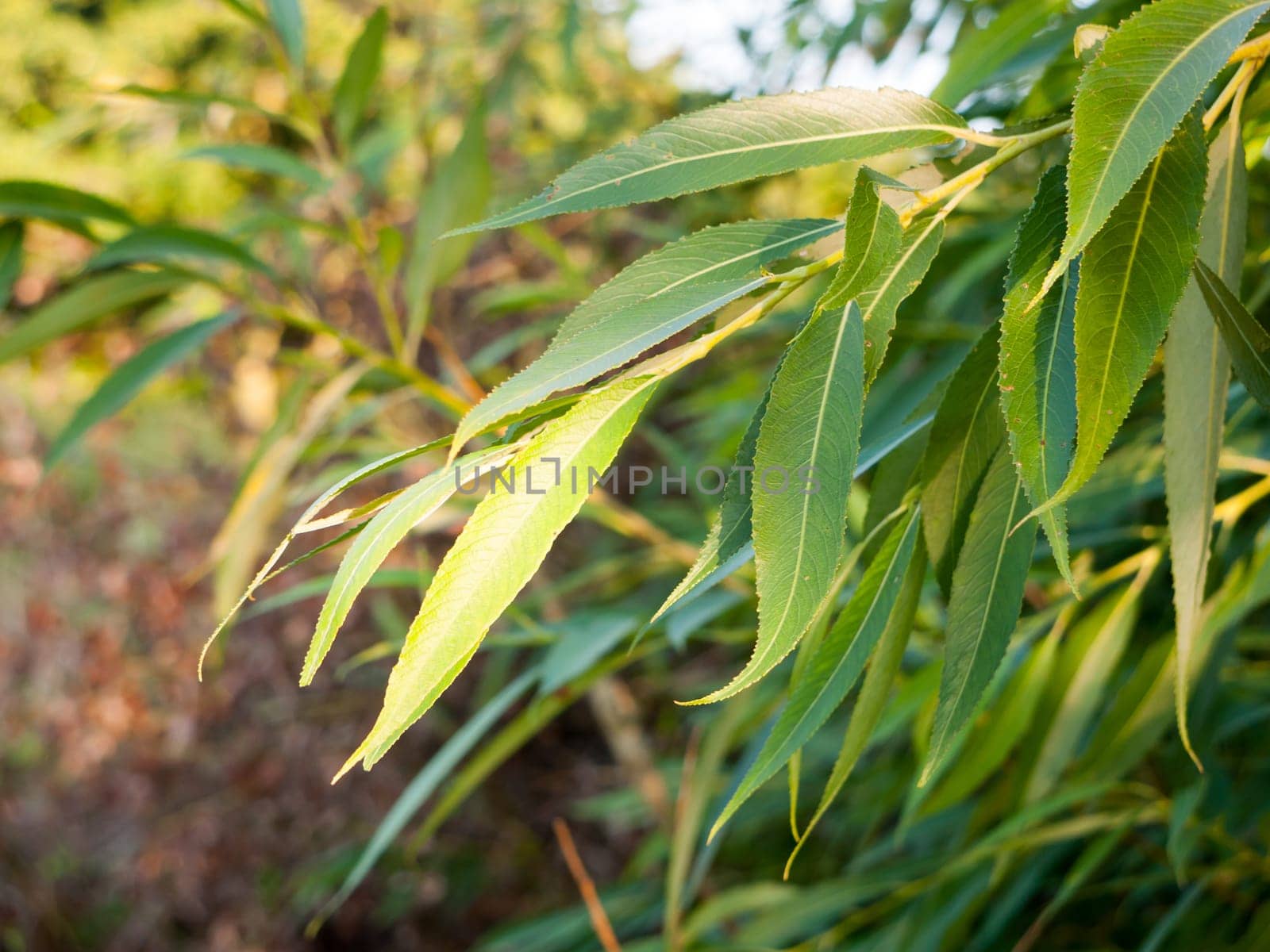 summer light highlighting overflowing long leaves in forest  Essex  England  UK