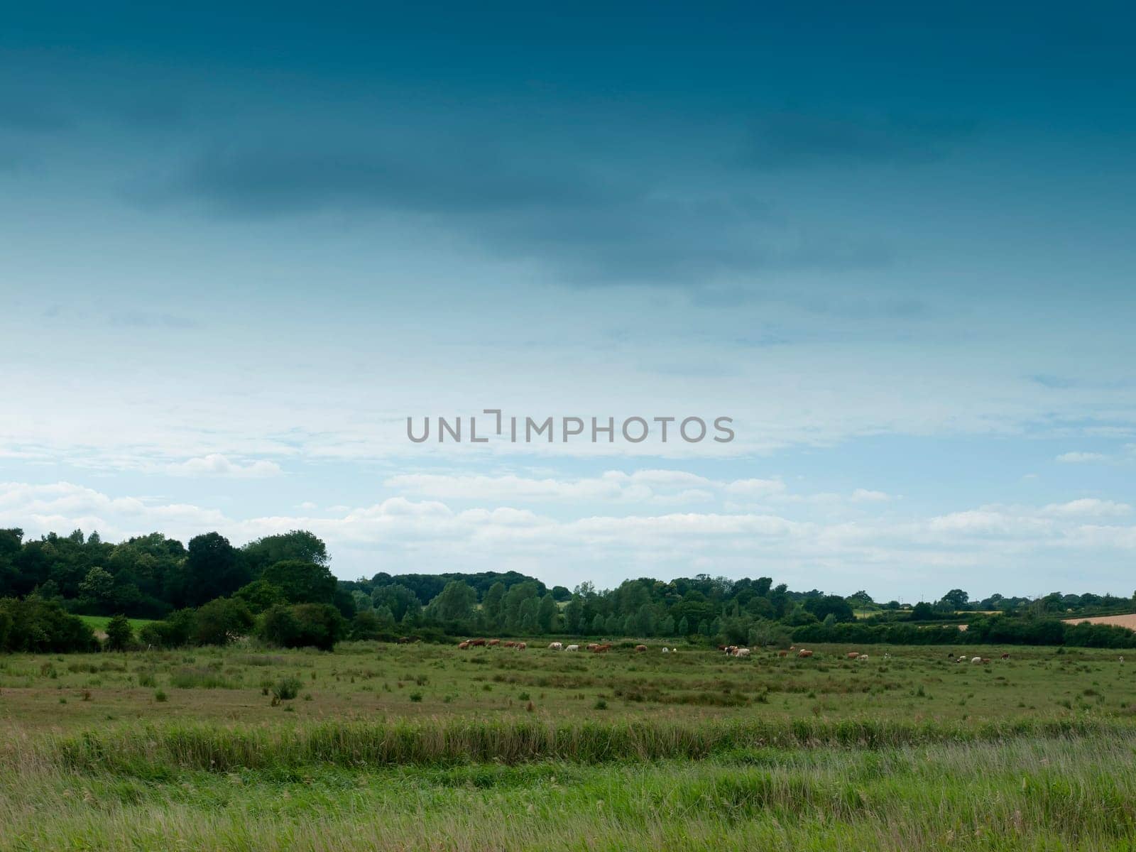 empty country scene with field and trees  Essex  UK