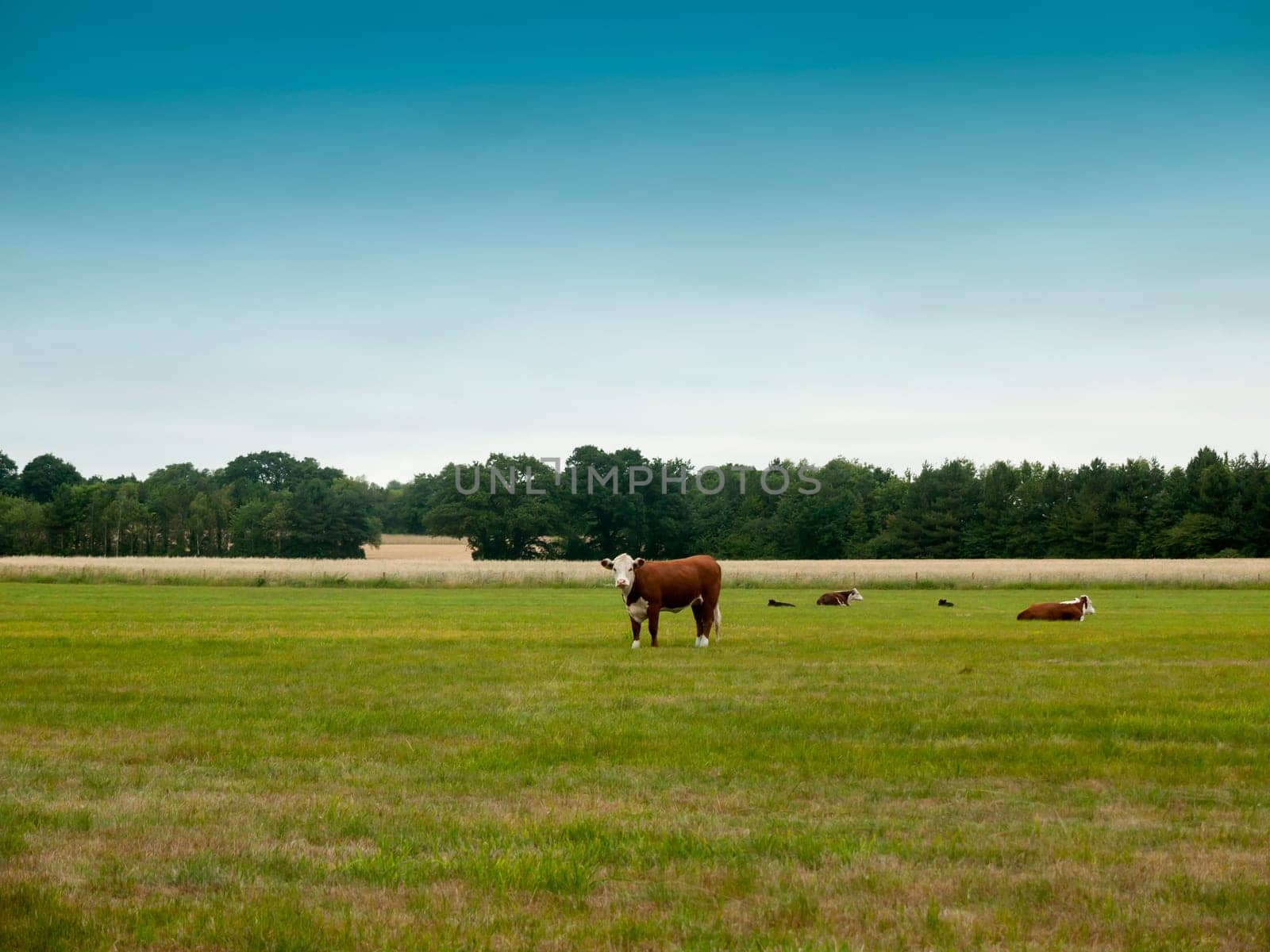 cows grazing in a country farm field  Essex  UK