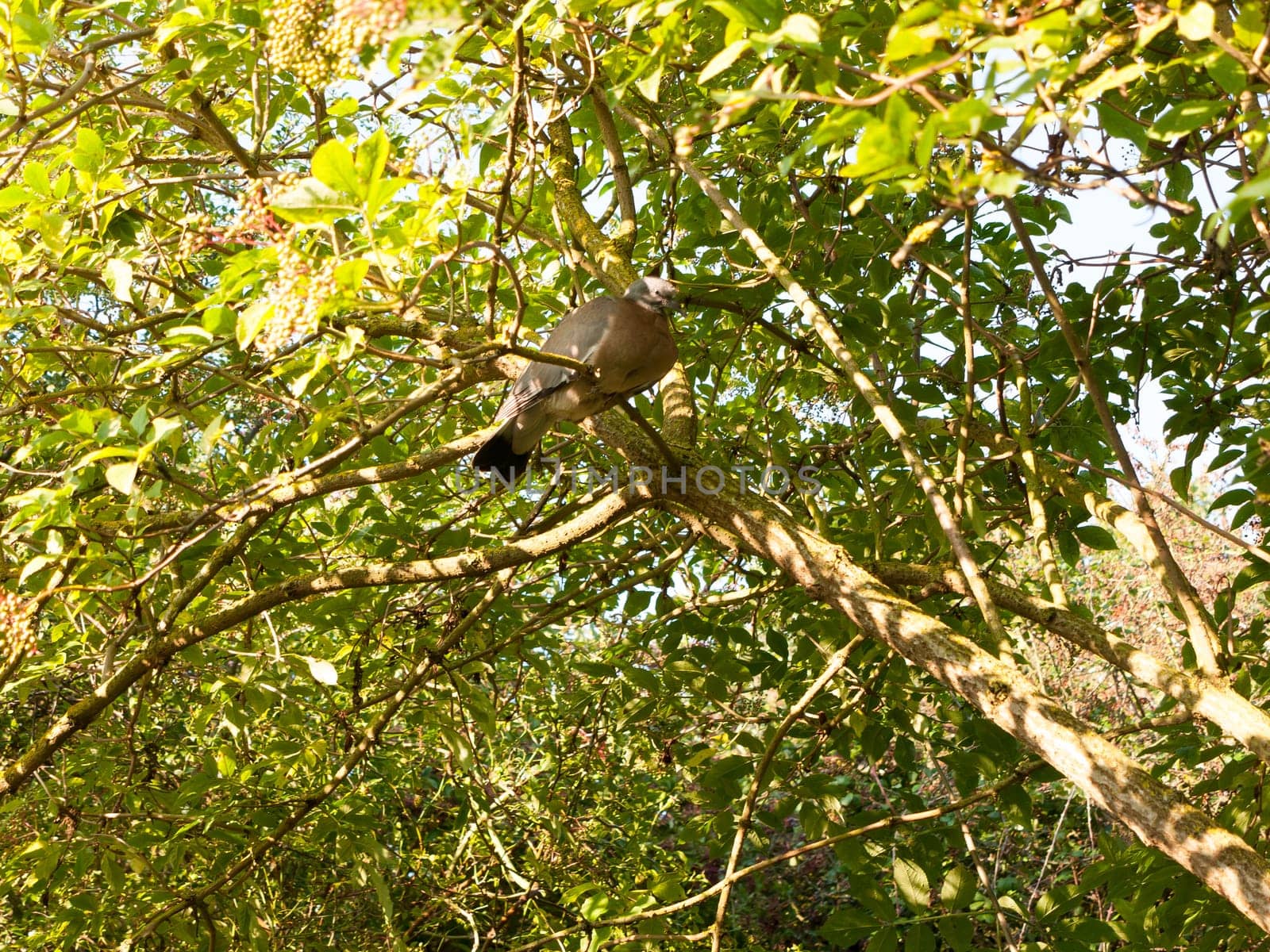 old grey wood pigeon (Columba palumbus) resting in a tree above  Essex  England  UK