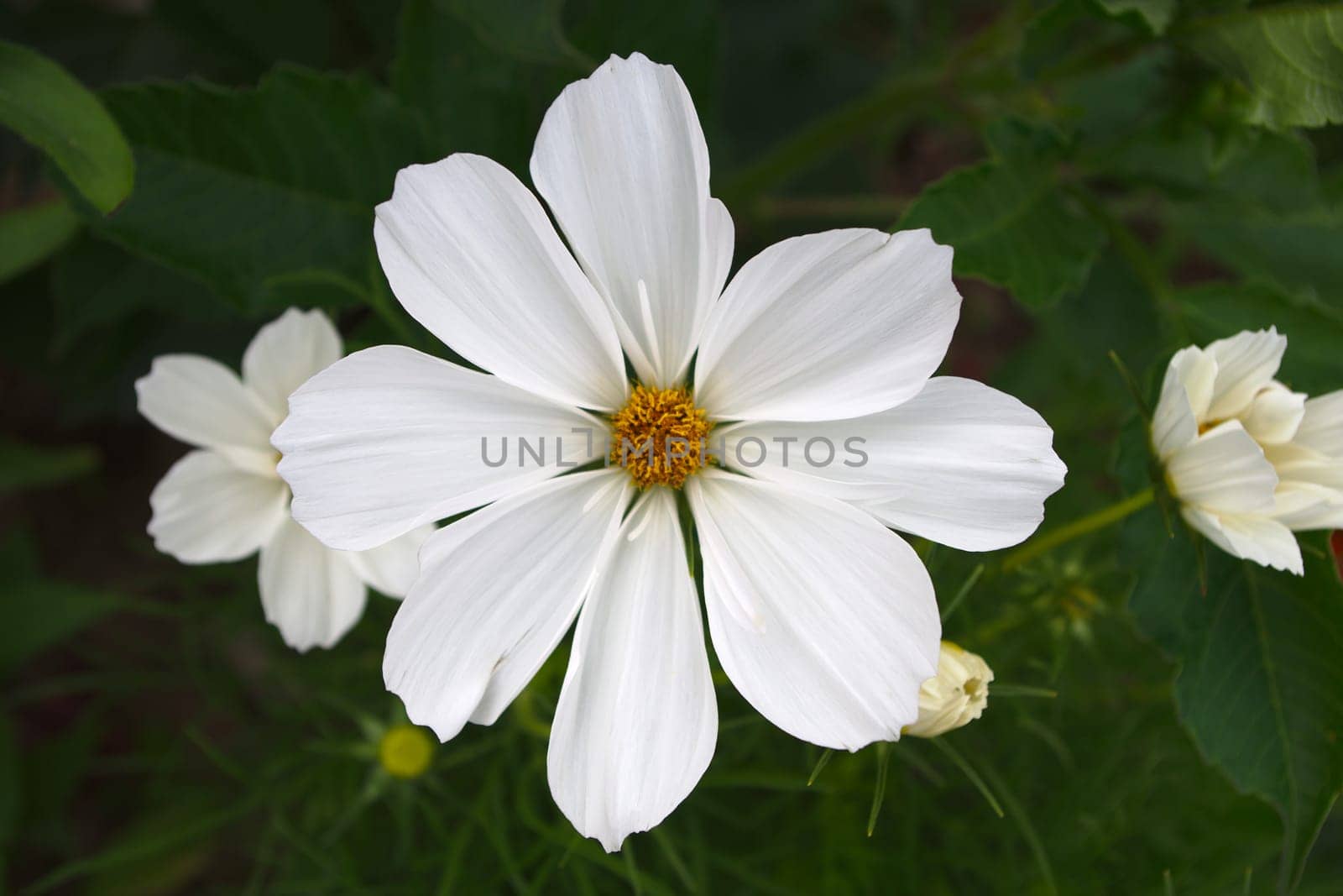 daisy flower big petals summer garden fresh floral beauty