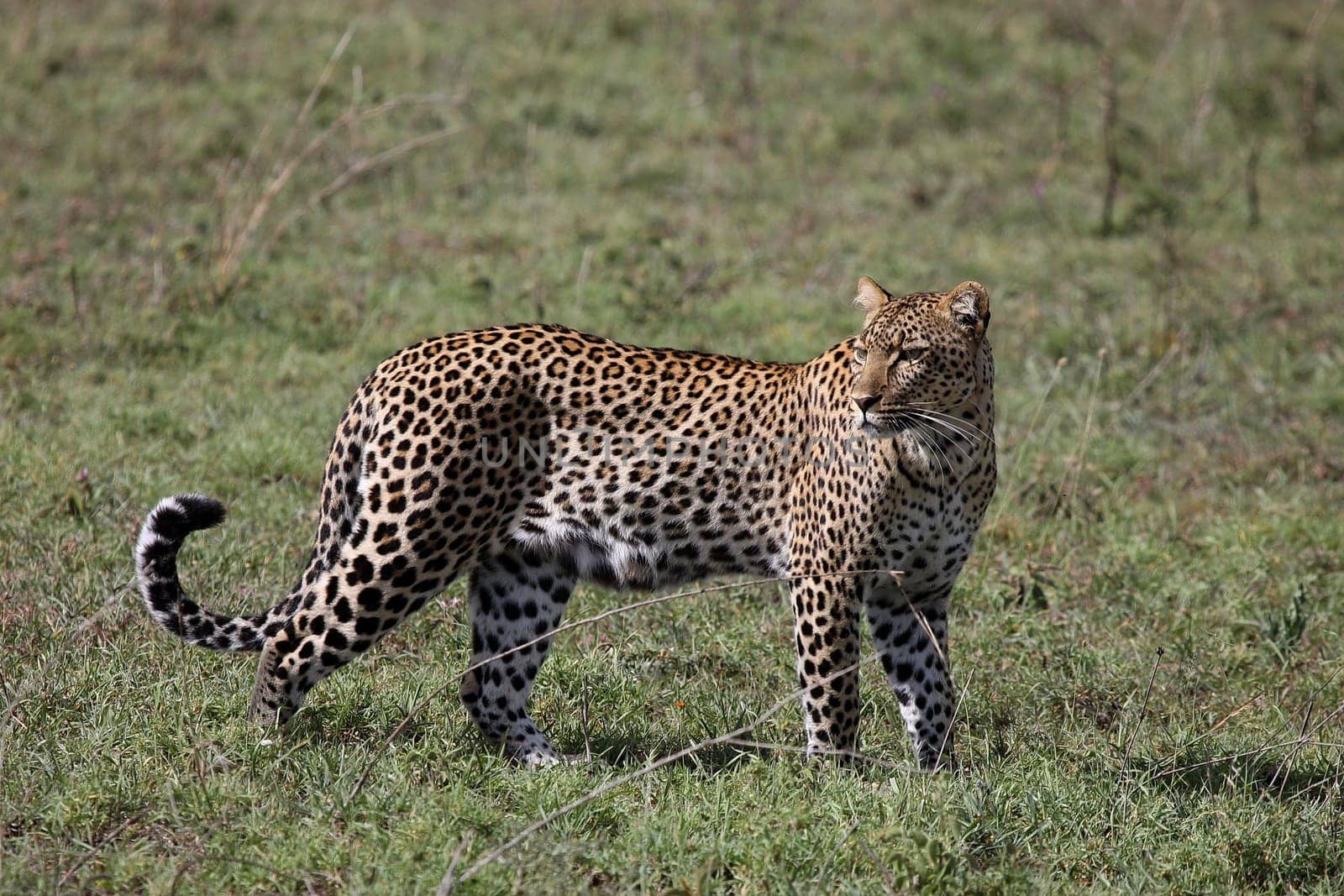 Leopard Kenya Africa savannah wild animal cat mammal