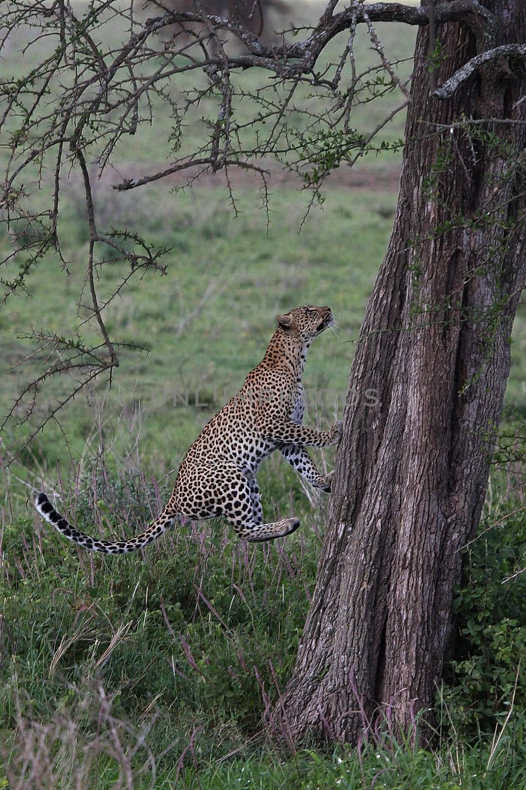Leopard Kenya Africa savannah wild animal cat mammal