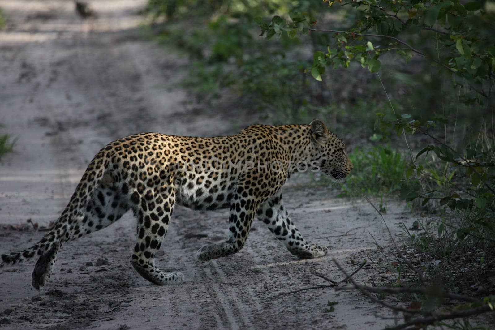 Leopard Kenya Africa savannah wild animal cat mammal