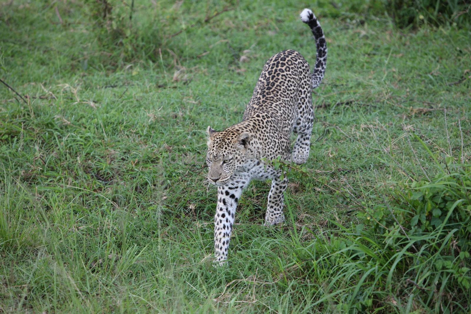 Leopard Kenya Africa savannah wild animal cat mammal
