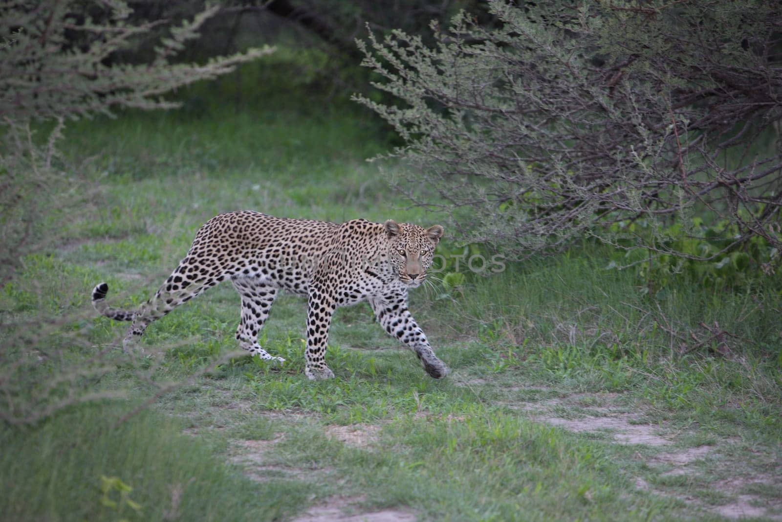 Leopard Kenya Africa savannah wild animal cat mammal