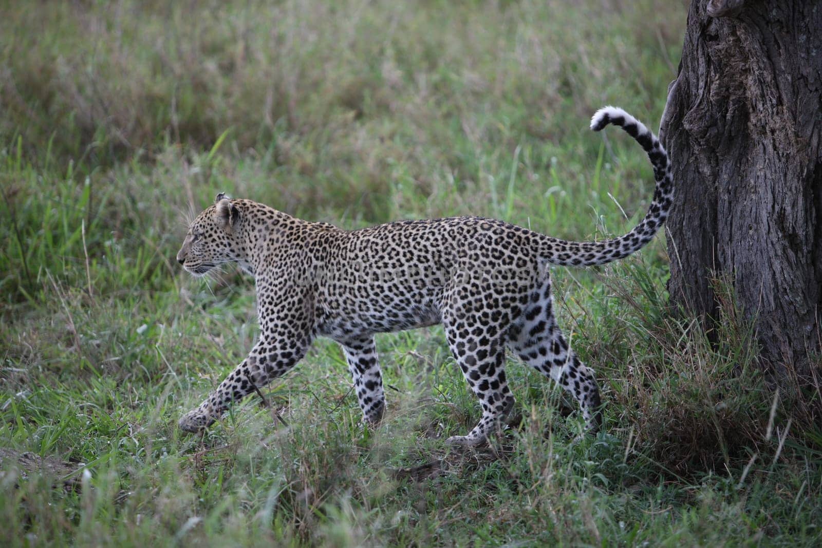 Leopard Kenya Africa savannah wild animal cat mammal