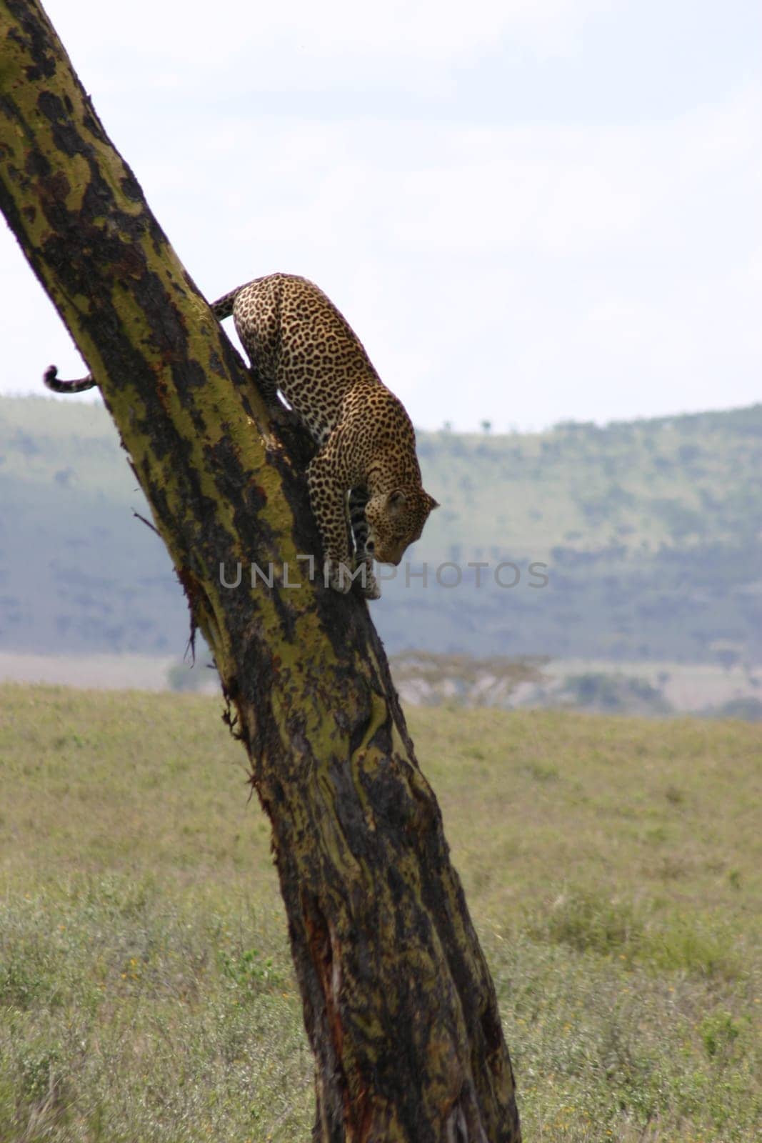 Leopard Kenya Africa savannah wild animal cat mammal