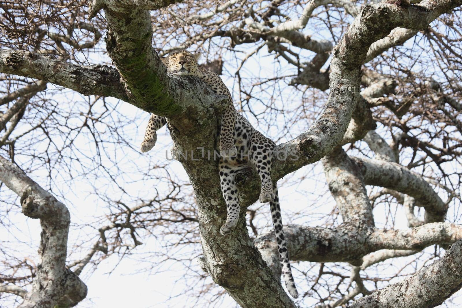 Leopard Kenya Africa savannah wild animal cat mammal