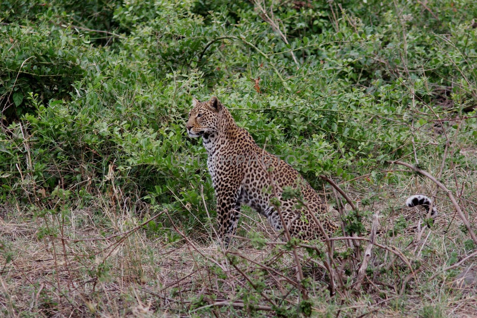 Leopard Kenya Africa savannah wild animal cat mammal