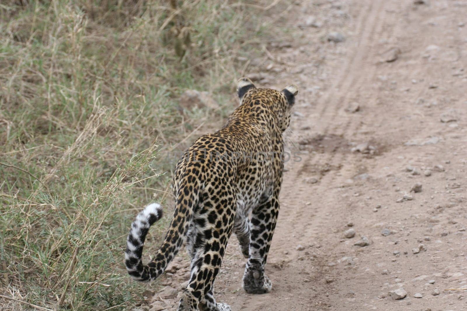 Leopard Kenya Africa savannah wild animal cat mammal