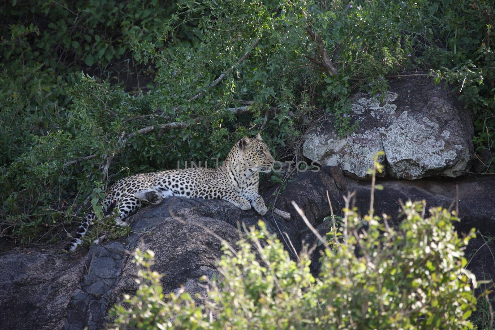 Leopard Kenya Africa savannah wild animal cat mammal