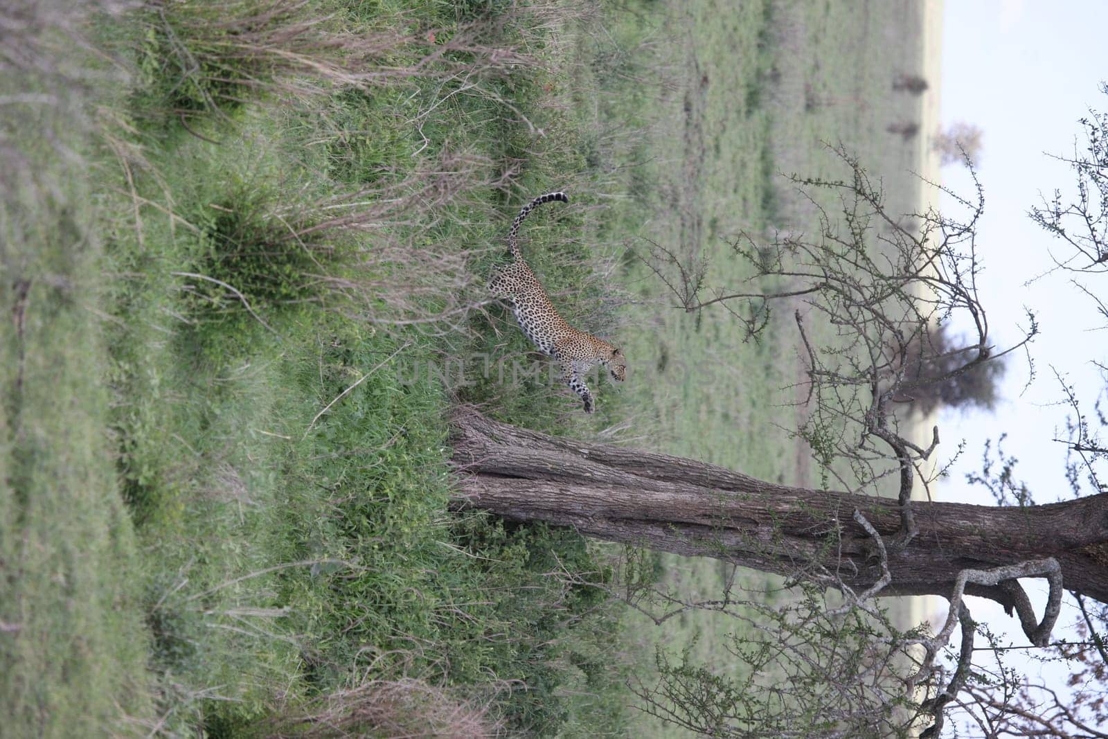 Leopard Kenya Africa savannah wild animal cat mammal