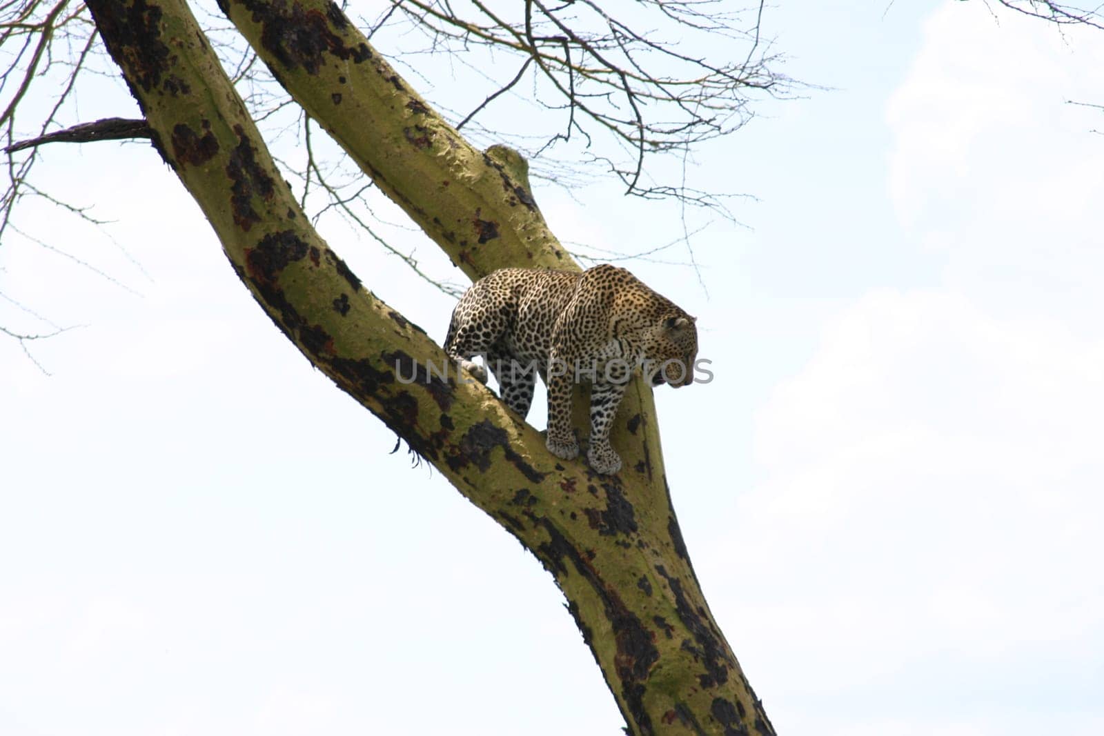 Leopard Kenya Africa savannah wild animal cat mammal