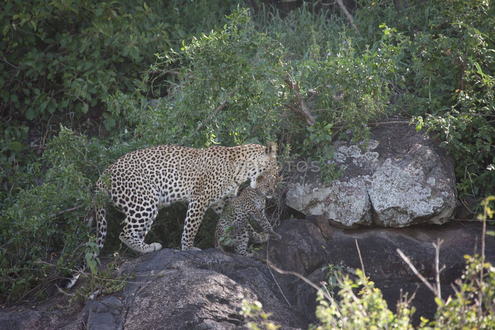 Leopard Kenya Africa savannah wild animal cat mammal