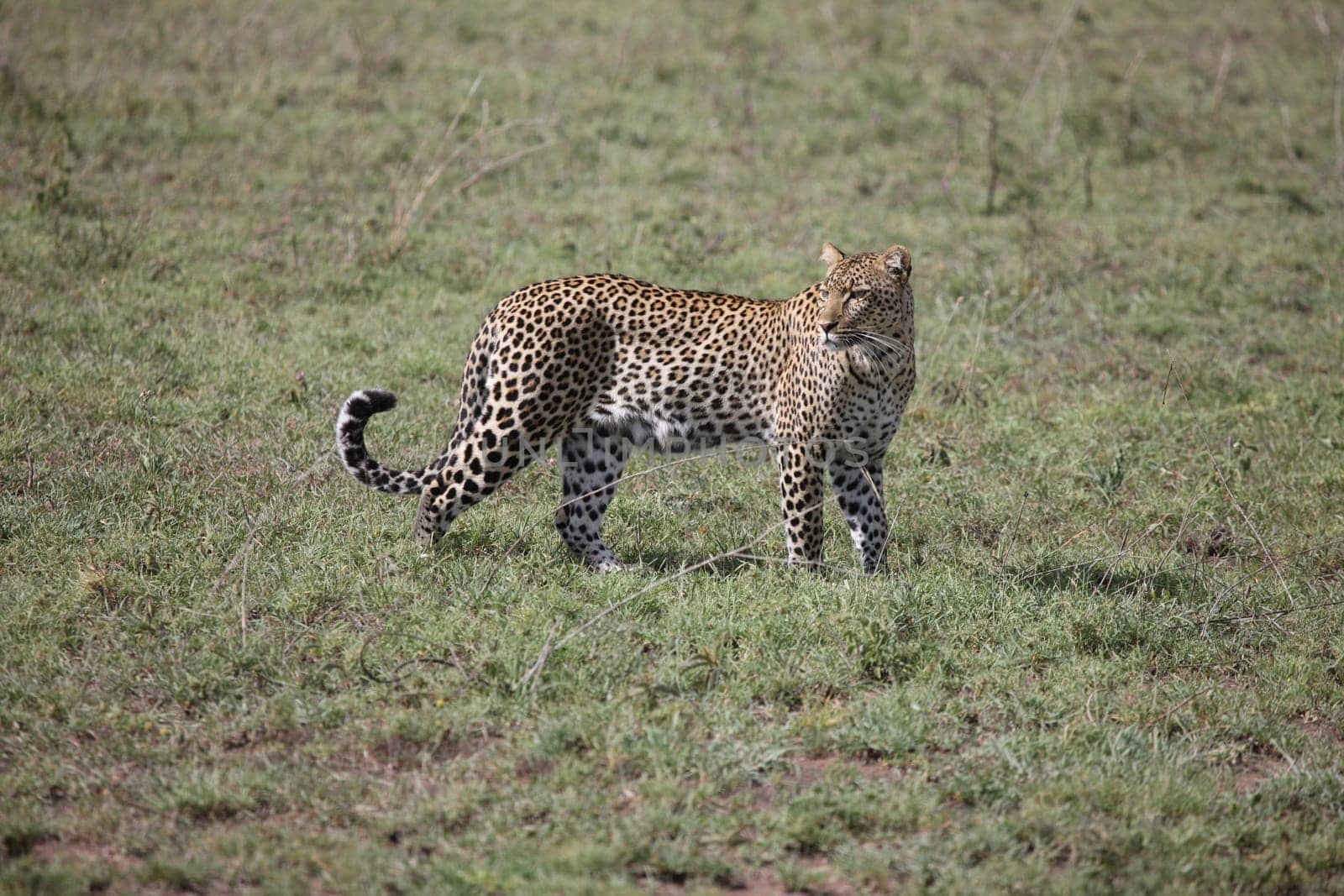 Leopard Kenya Africa savannah wild animal cat mammal