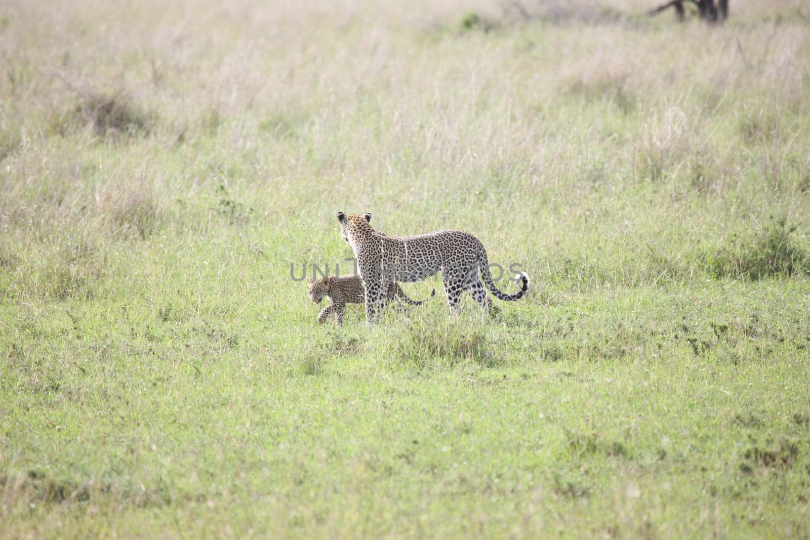 Leopard Kenya Africa savannah wild animal cat mammal