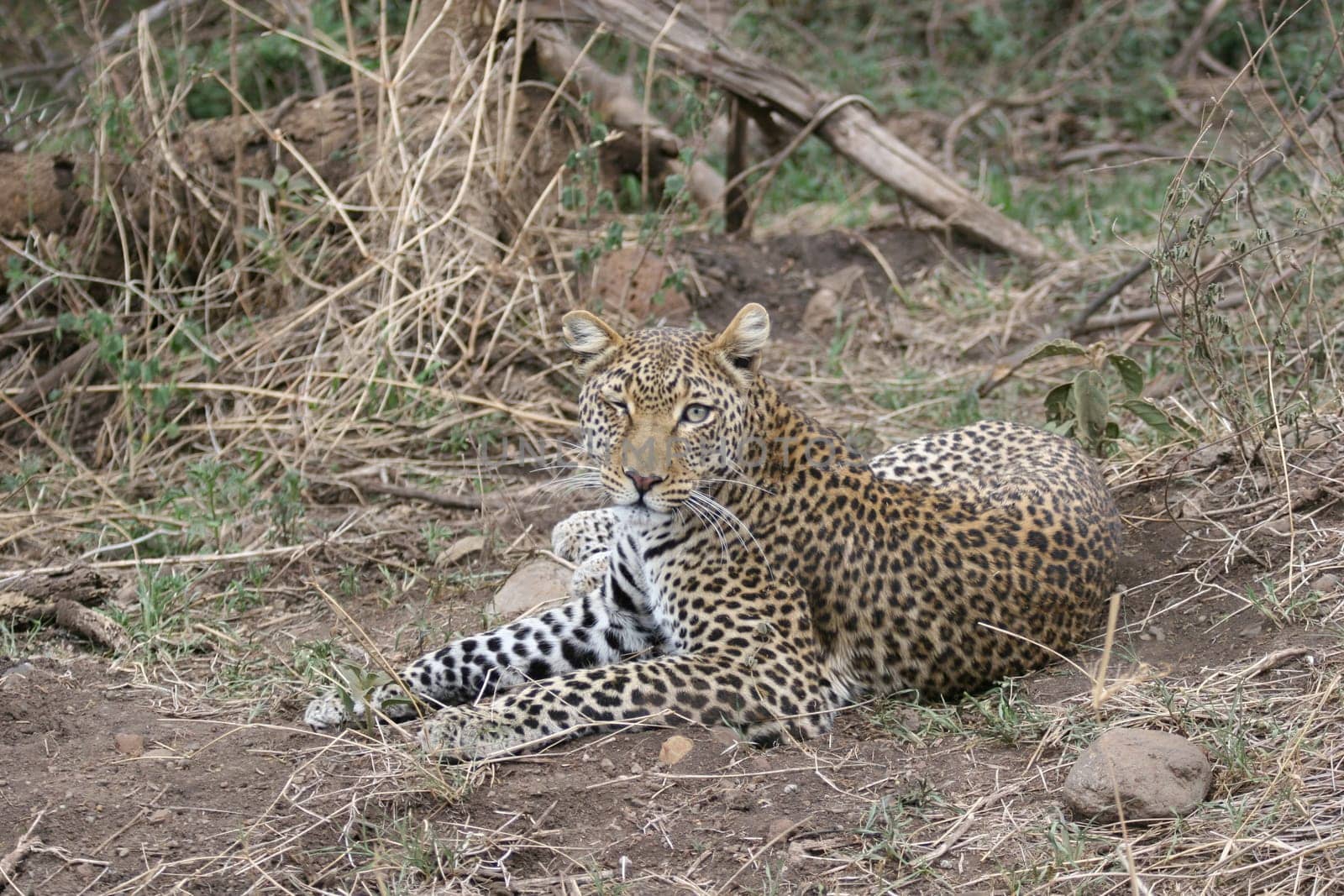 Leopard Kenya Africa savannah wild animal cat mammal
