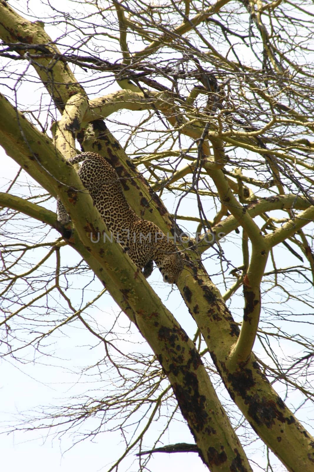 Leopard Kenya Africa savannah wild animal cat mammal