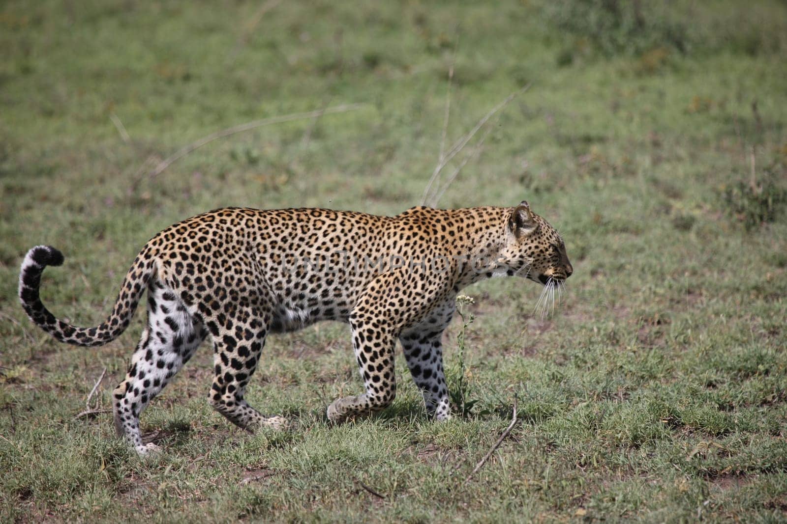 Leopard Kenya Africa savannah wild animal cat mammal