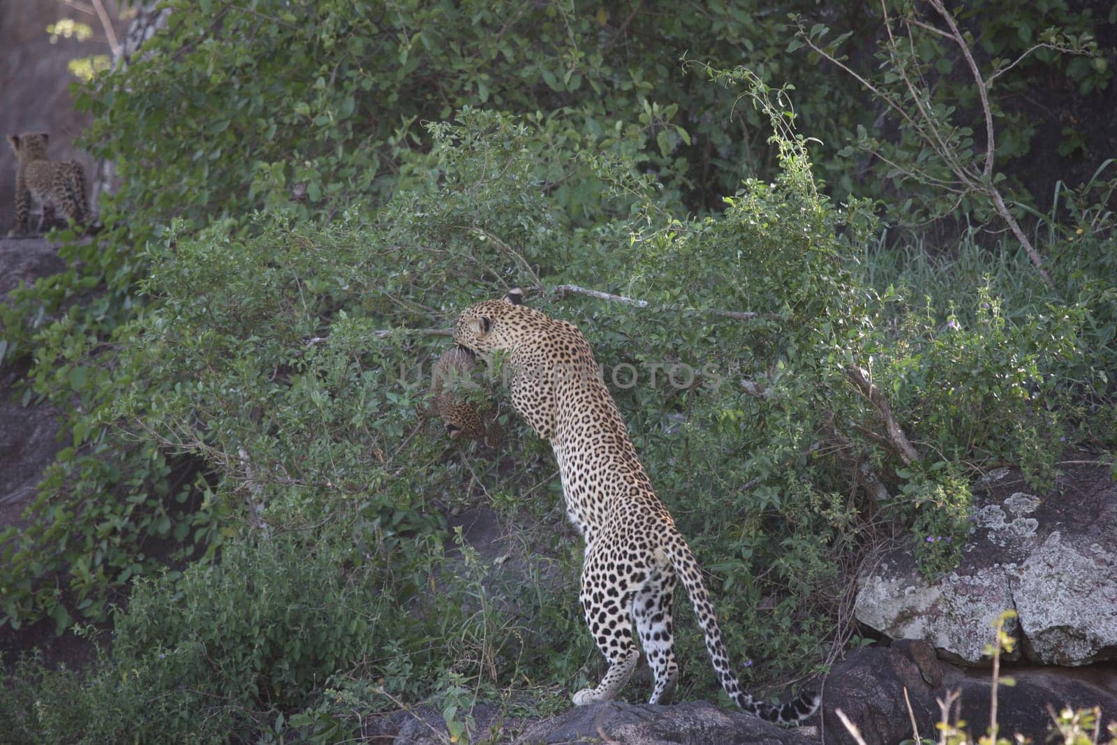 Leopard Kenya Africa savannah wild animal cat mammal