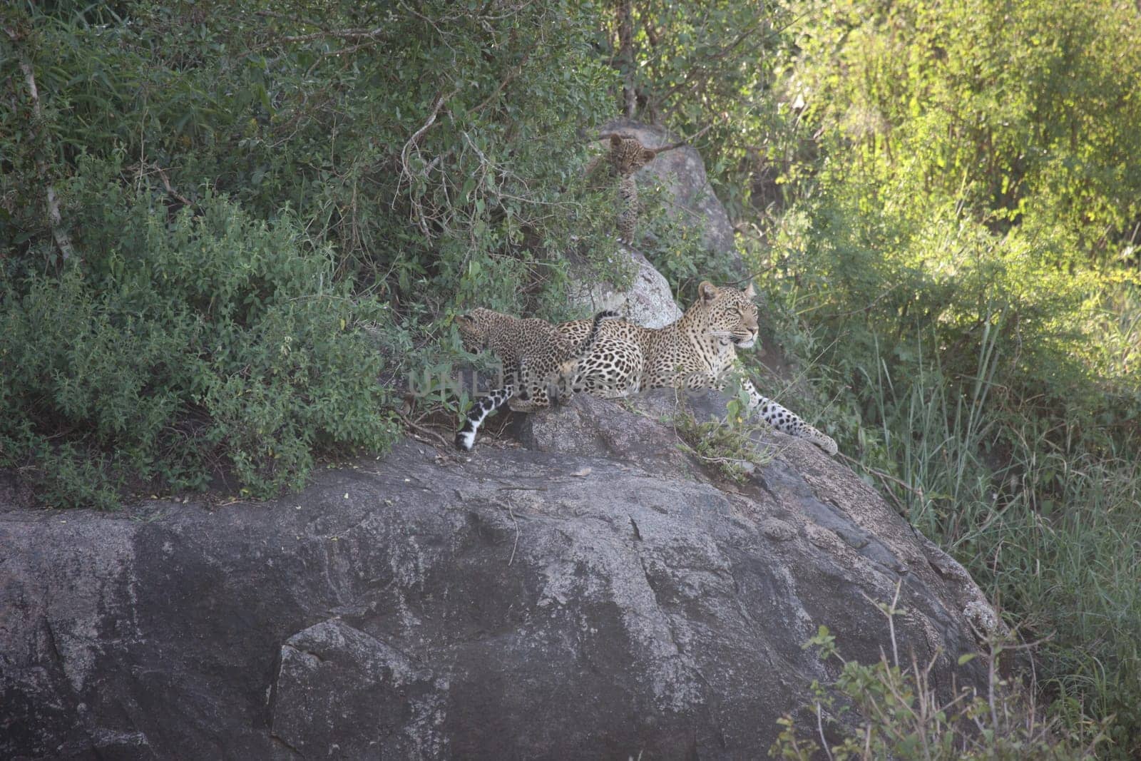 Leopard Kenya Africa savannah wild animal cat mammal