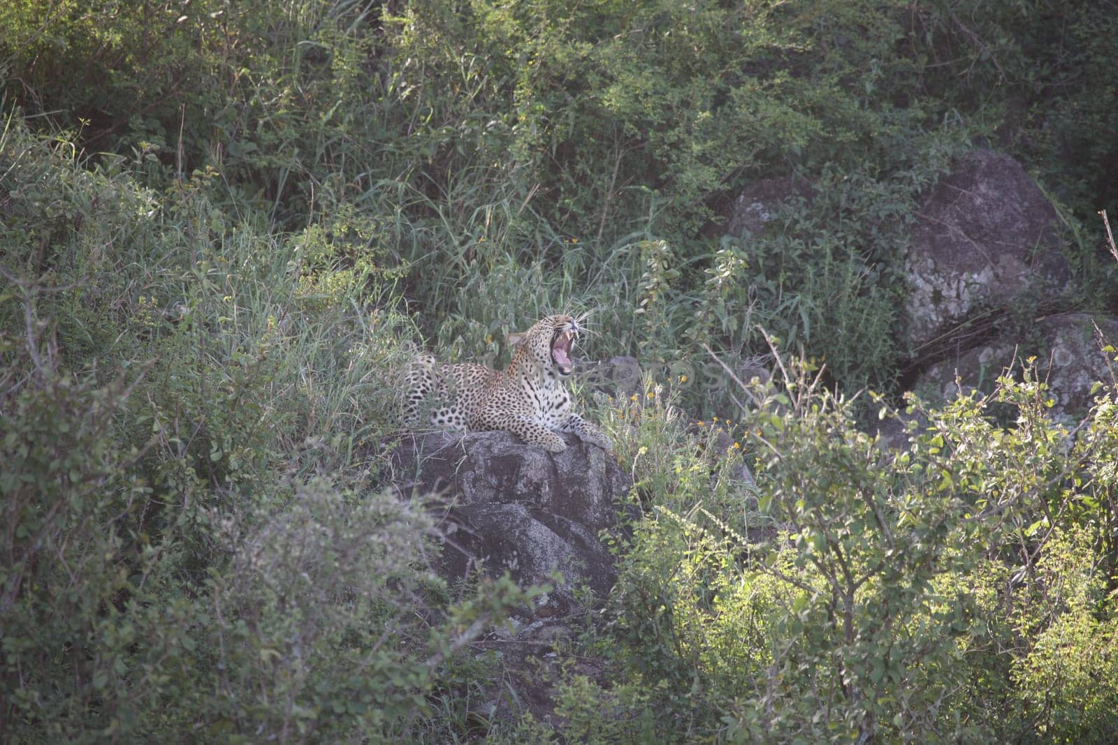 Leopard Kenya Africa savannah wild animal cat mammal