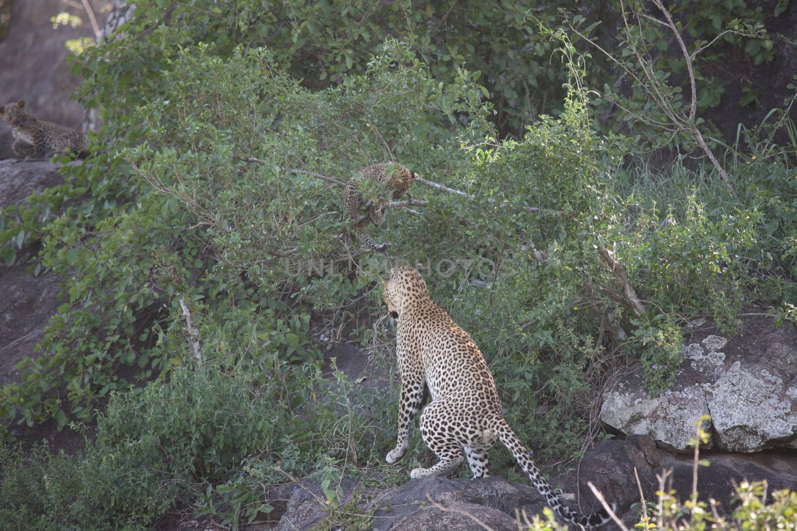 Leopard Kenya Africa savannah wild animal cat mammal