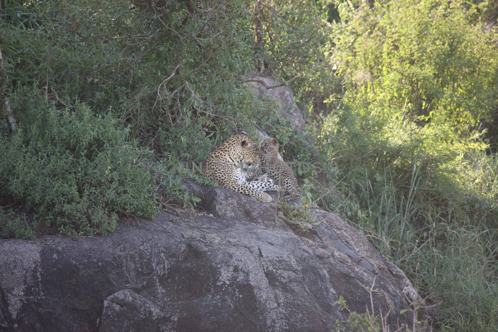 Leopard Kenya Africa savannah wild animal cat mammal