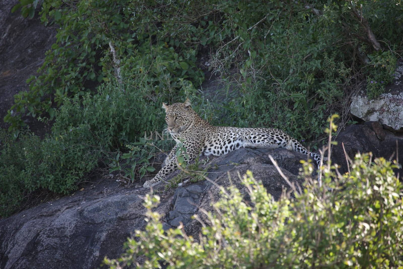 Leopard Kenya Africa savannah wild animal cat mammal