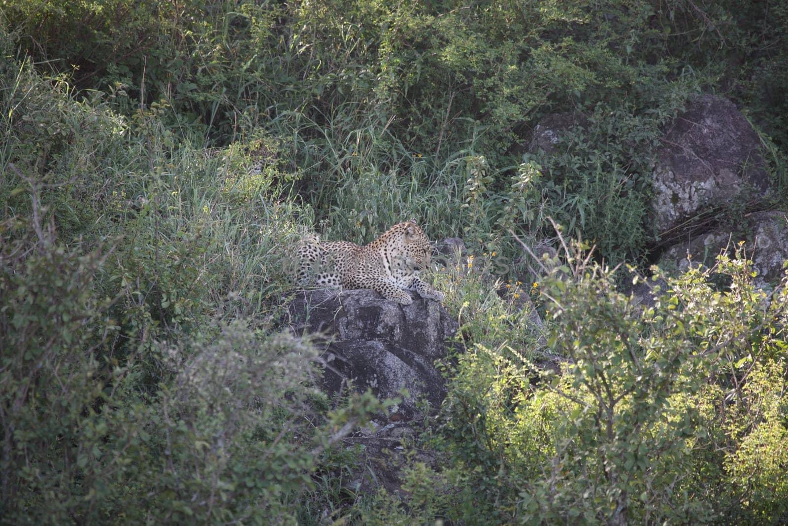 Leopard Kenya Africa savannah wild animal cat mammal