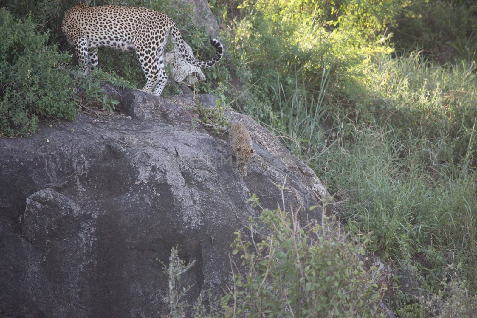 Leopard Kenya Africa savannah wild animal cat mammal