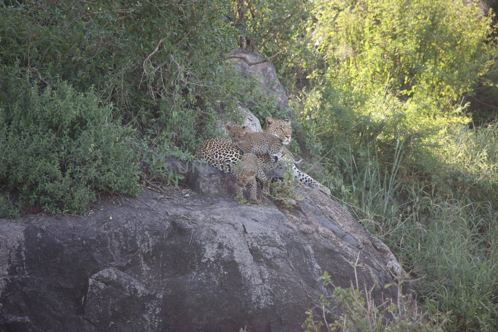 Leopard Kenya Africa savannah wild animal cat mammal