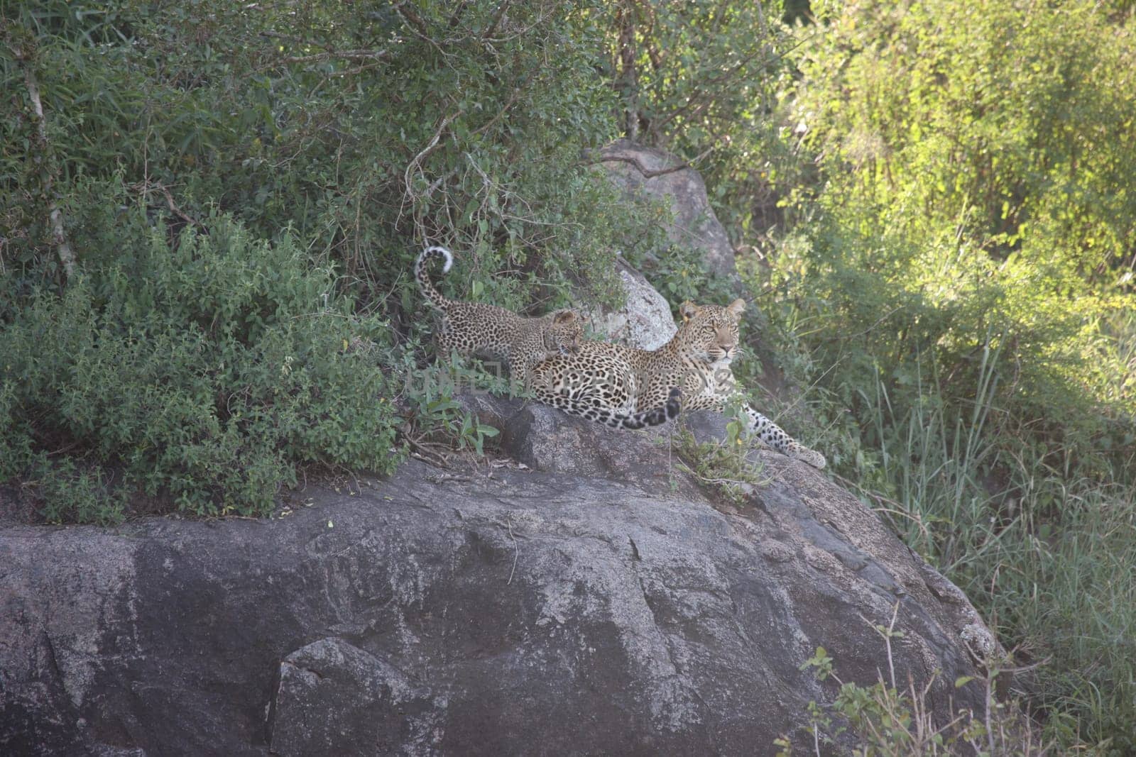 Leopard Kenya Africa savannah wild animal cat mammal