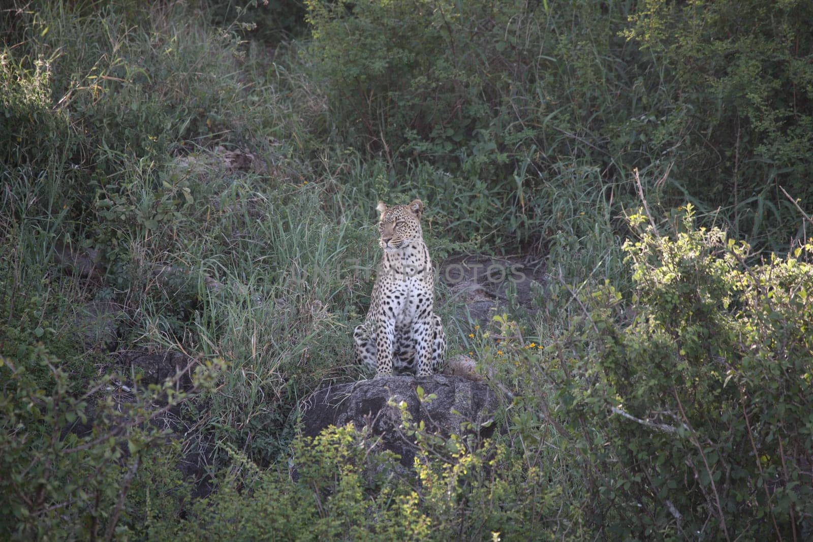 Leopard Kenya Africa savannah wild animal cat mammal