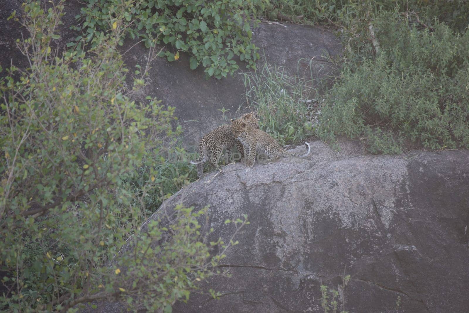 Leopard Kenya Africa savannah wild animal cat mammal