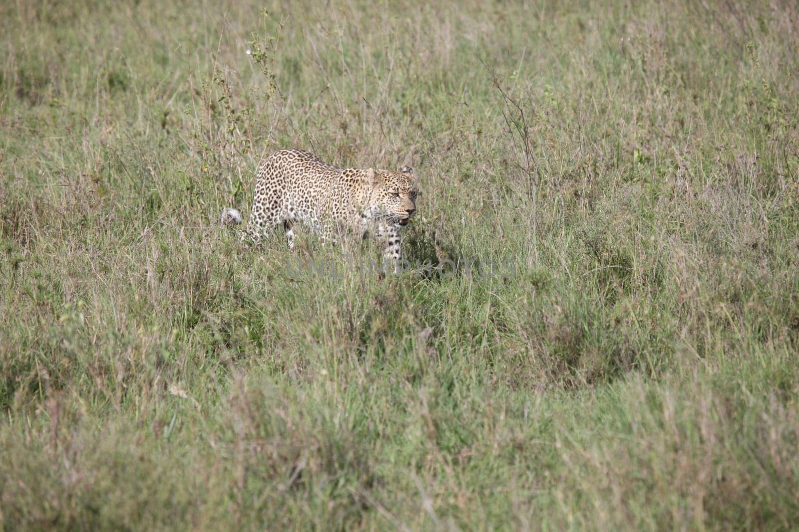 Leopard Kenya Africa savannah wild animal cat mammal