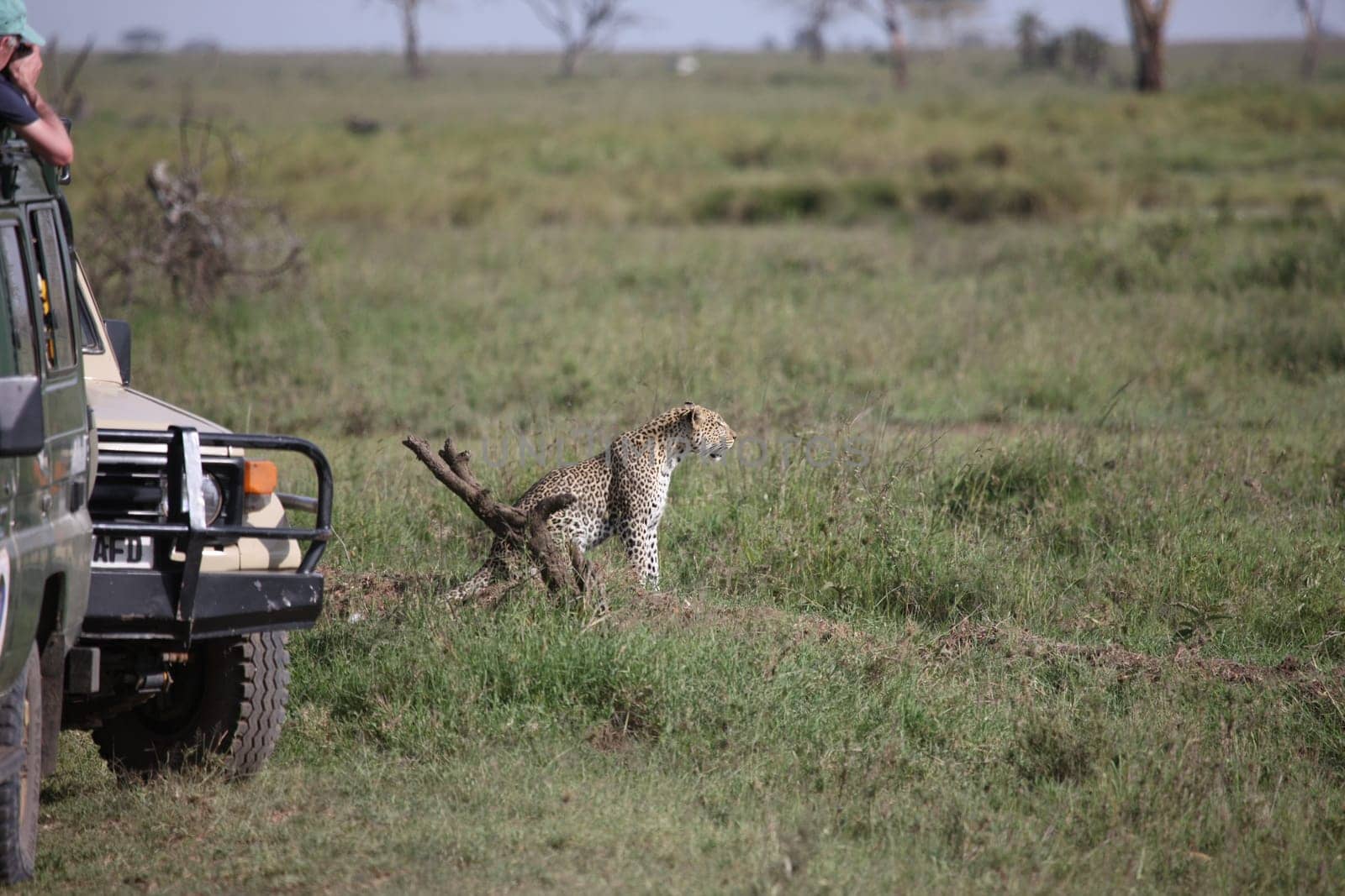 Leopard Kenya Africa savannah wild animal cat mammal