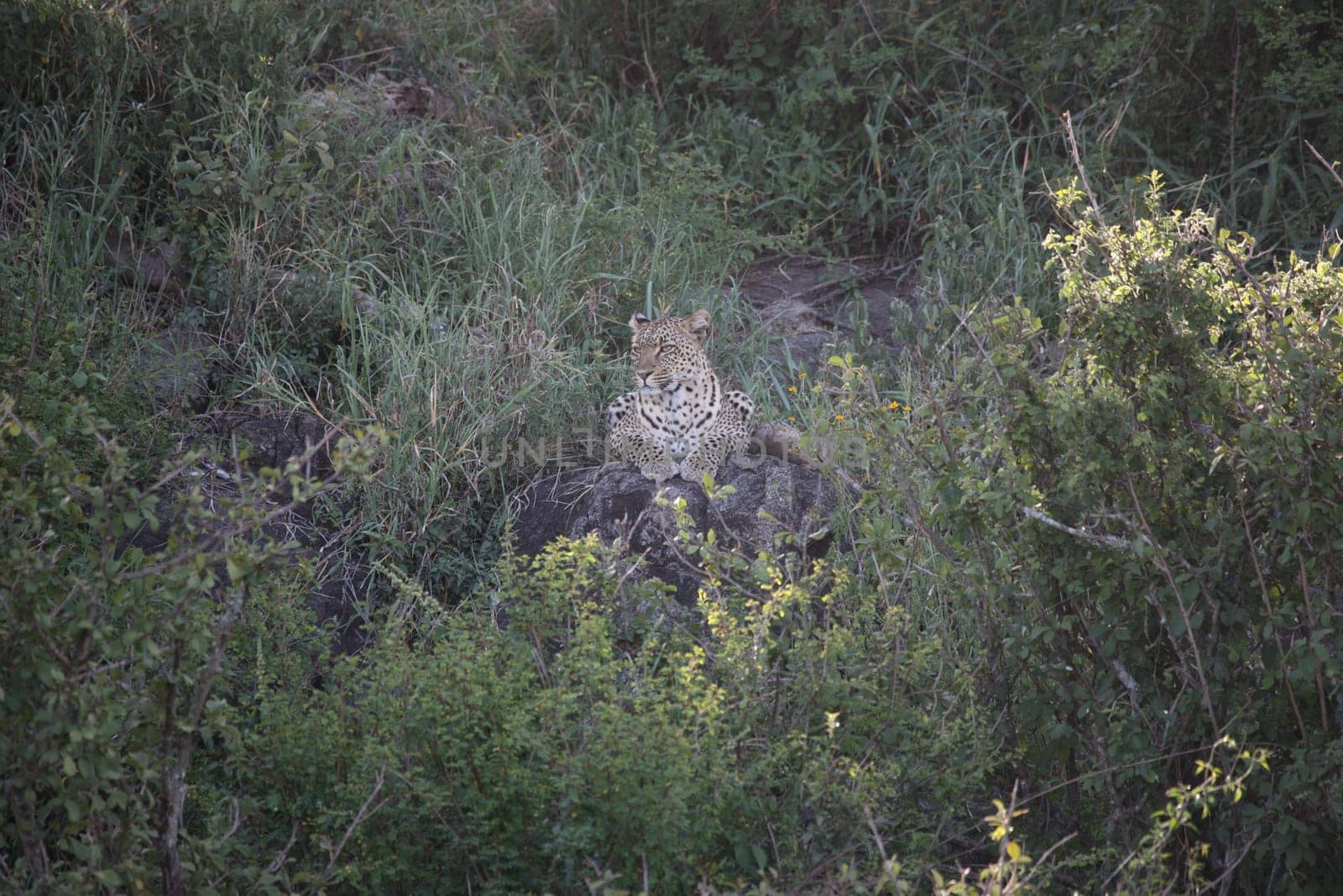Leopard Kenya Africa savannah wild animal cat mammal