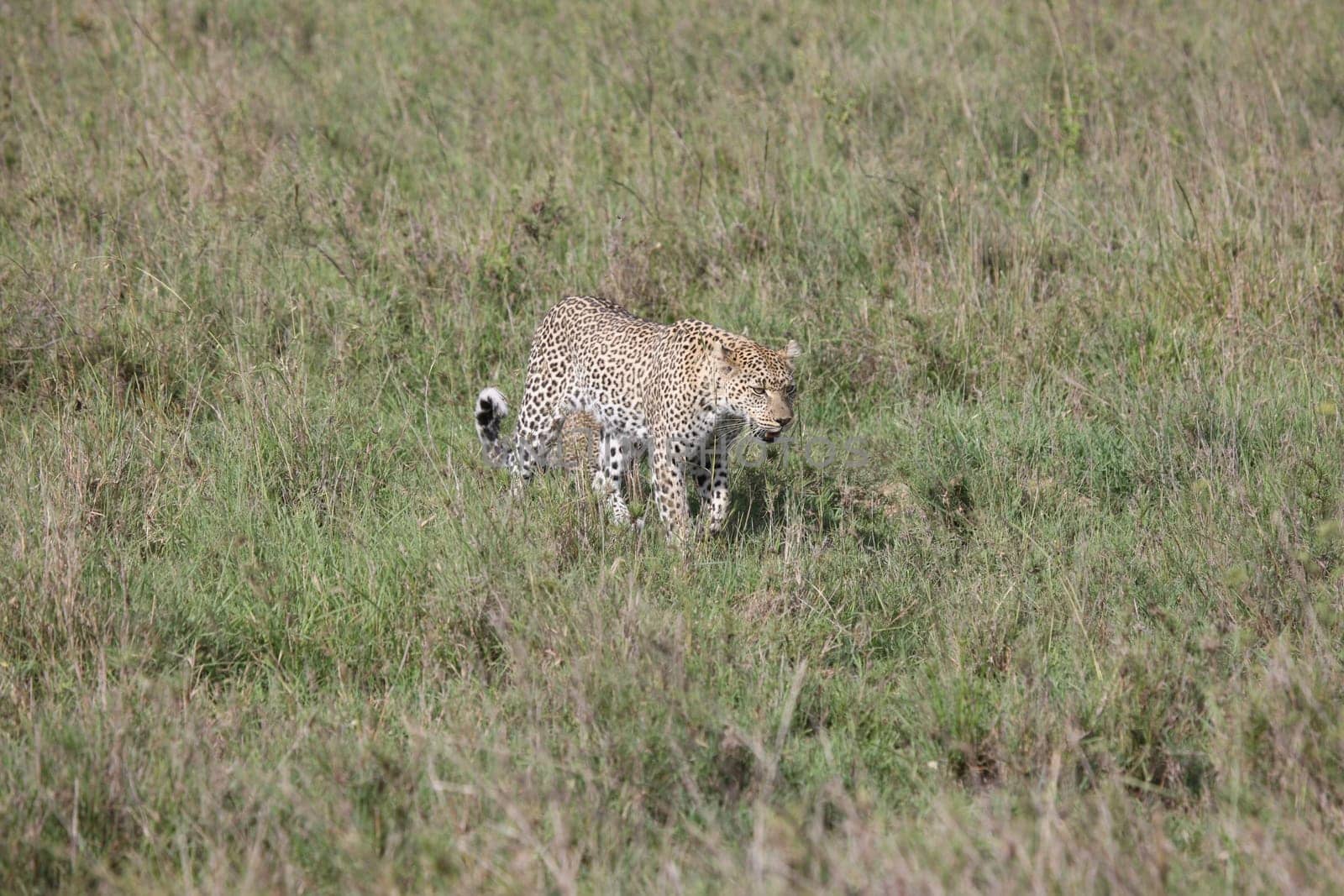 Leopard Kenya Africa savannah wild animal cat mammal