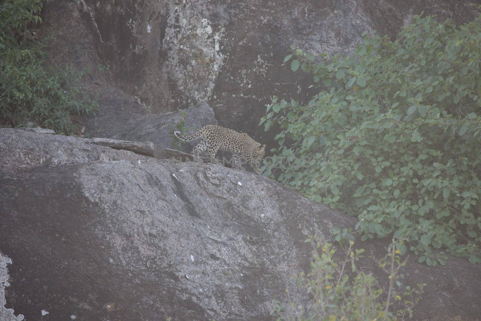 Leopard Kenya Africa savannah wild animal cat mammal