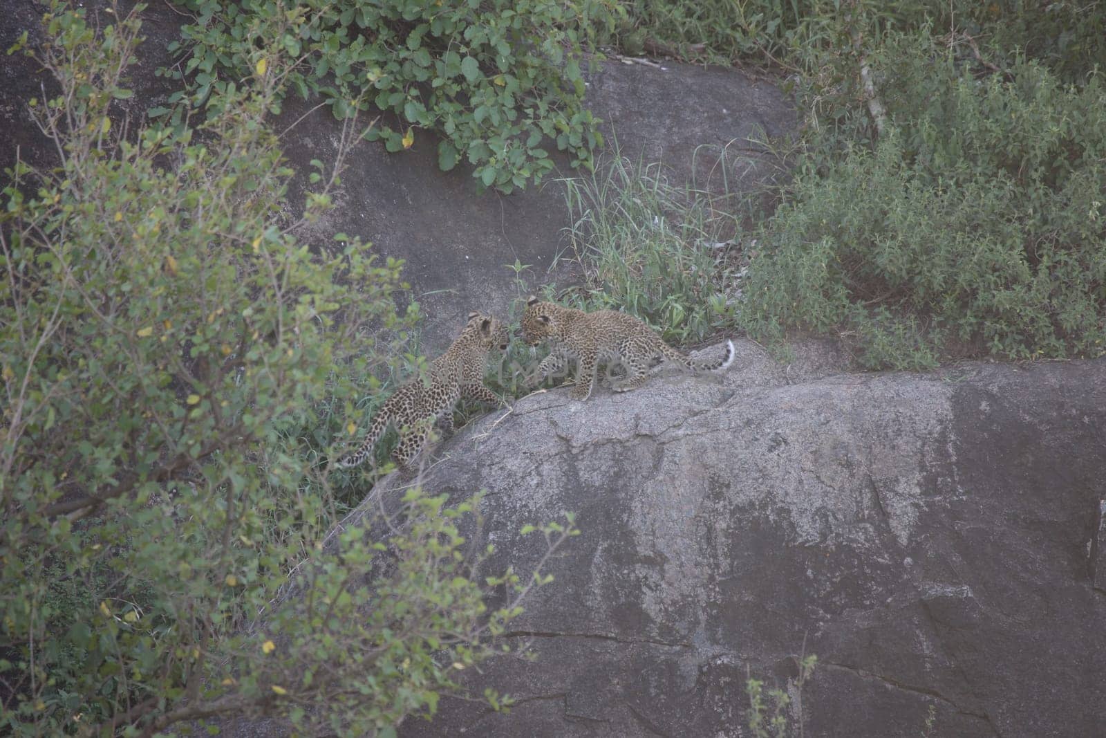Leopard Kenya Africa savannah wild animal cat mammal